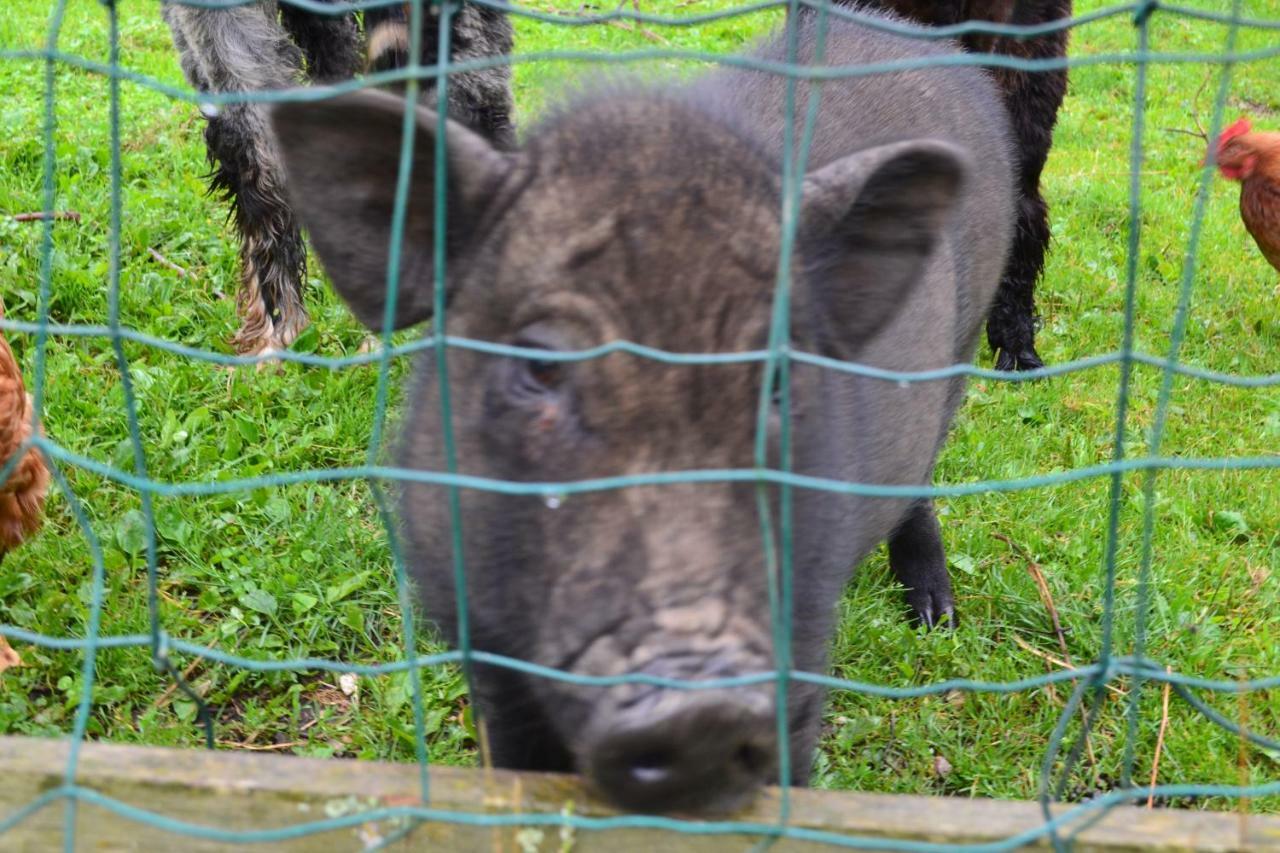 Roulotte De Charme "Le Paradis Des Animaux" 2 A 4 Personnes Coublevie Zewnętrze zdjęcie
