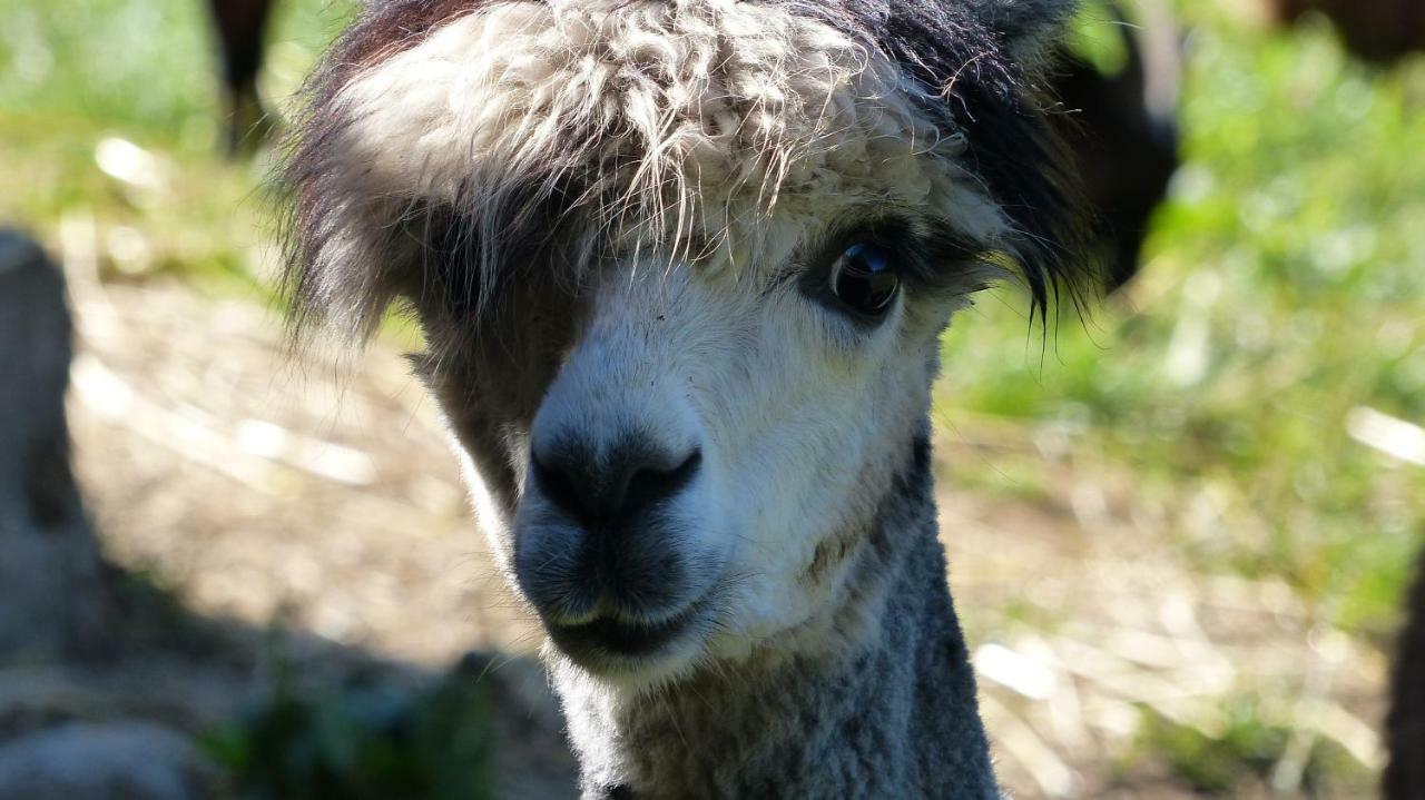 Roulotte De Charme "Le Paradis Des Animaux" 2 A 4 Personnes Coublevie Zewnętrze zdjęcie